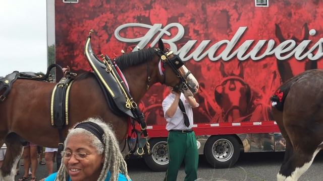 Loading Up The Clydesdales