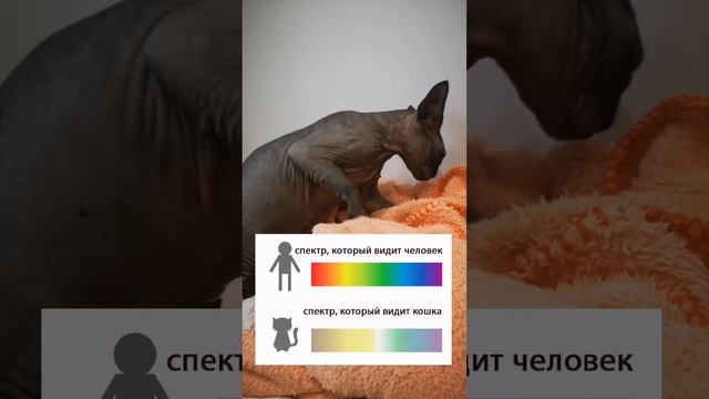 Школа котов. Урок 3: КАК ВИДЯТ КОШКИ? Какие цвета видят, а какие нет? || Жду вас в тгк ?Мадам Дымка смотреть онлайн