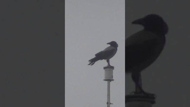 Ворона на "постаменте" смотреть онлайн