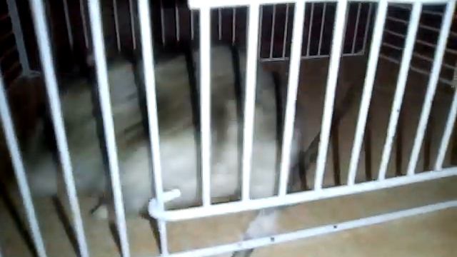 Побег хомяка из тюрьмы. Злой хомяк. смотреть онлайн