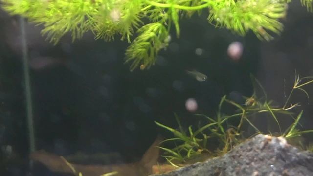 RARE Dwarf Blue Tetras Community Breeding? Tetra Fry EVERYWHERE!