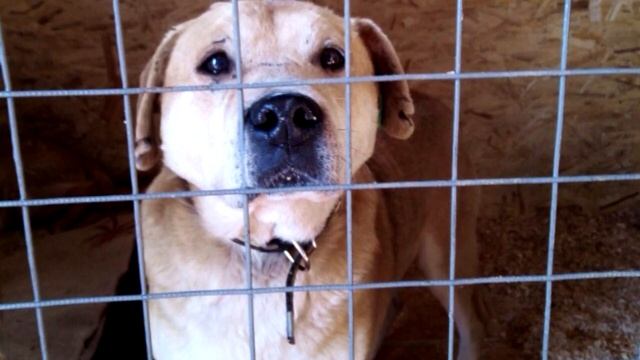 Пёс не отходил от жилого комплекса, где жили предавшие его хозяева смотреть онлайн