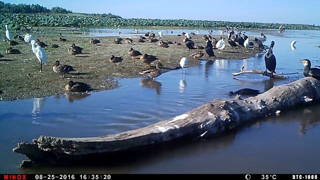 Эгоизм в мире животных смотреть онлайн