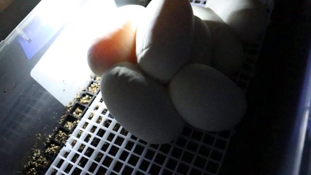 Clutch 7 continued - BEL Project 100% HET Ultramel - 9 Good Ball Python Eggs and No Slugs! смотреть онлайн