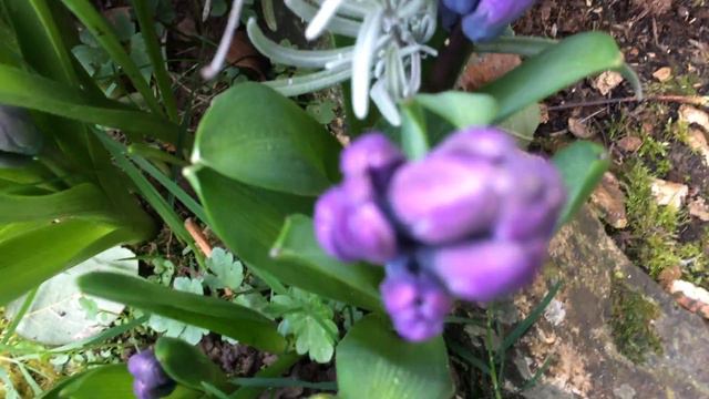 Jacinthe' Bleu de Delft' Se pointe смотреть онлайн