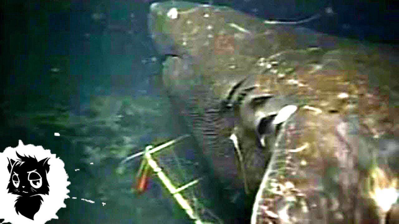 5 СЛУЧАЕВ КОГДА МЕГАЛОДОНА СНЯЛИ НА КАМЕРУ [Черный кот] смотреть онлайн