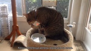 Как сделать укол кошке в холку правильно