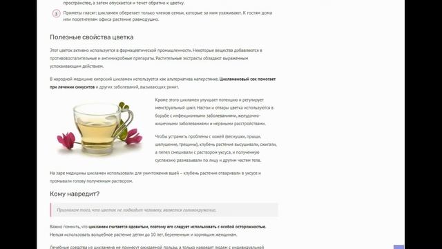 Цветок цикламен - приметы и суеверия: что он сулит женщинам и мужчинам и можно ли держать его дома? смотреть онлайн