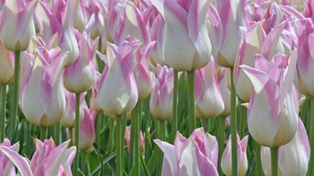 Beautiful Elegant Lady Tulip смотреть онлайн