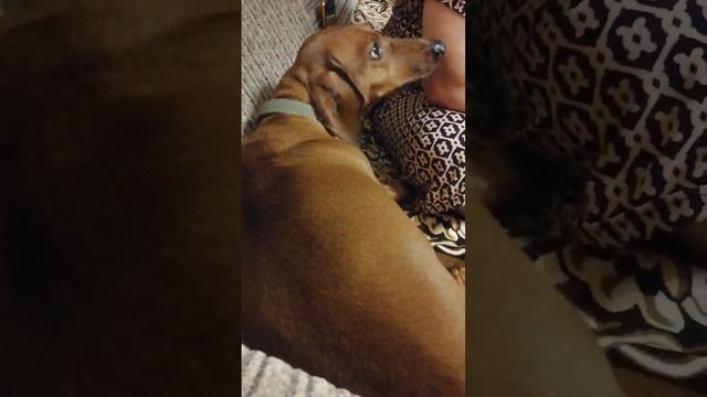 злая такса Кузя смотреть онлайн