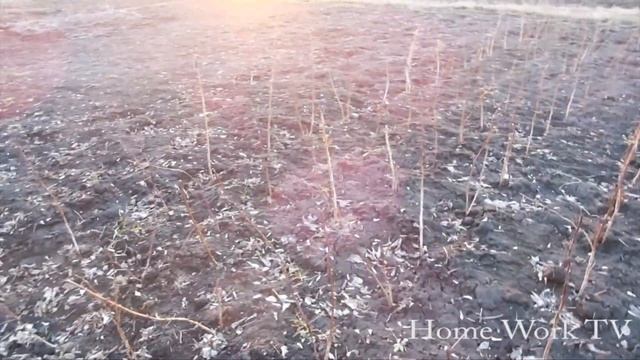 Как обрезать малину / мои приключения с малиной смотреть онлайн