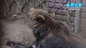 Делом медведицы Маши вновь заинтересовалась прокуратура
