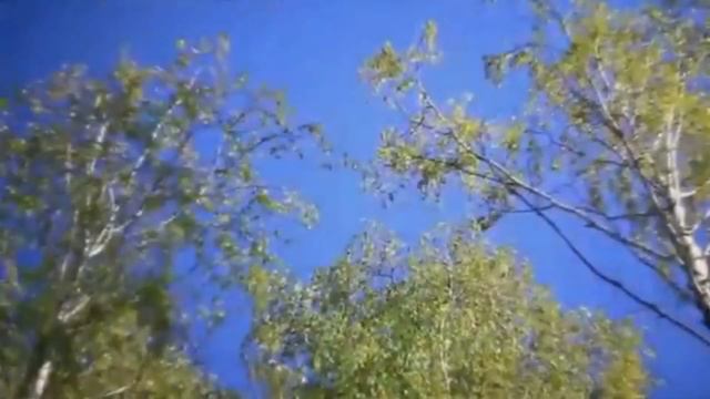 1ч. "Деревья вокруг нас. Деревья и кустарники" (ЧДОУ "Детский сад №198 ОАО "РЖД") смотреть онлайн