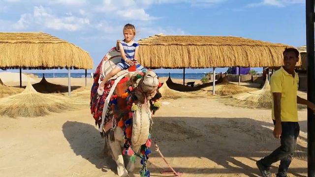 Самое страшное во время катания на верблюде-когда он встаёт и когда садится) тут садится! смотреть онлайн