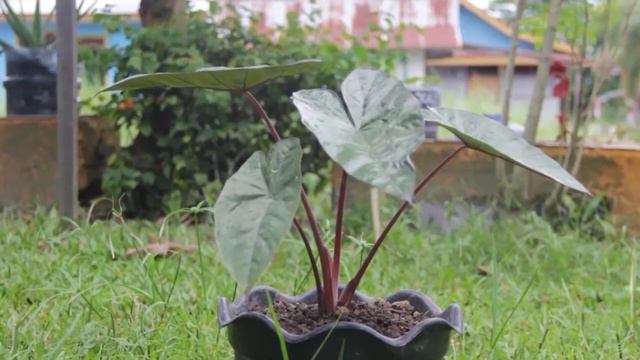 ALOCASIA WENTII & SI MIANA - #FLORA&FAUNA смотреть онлайн