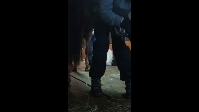 Расчистка копыт лошадей. Санрайз, Дана смотреть онлайн