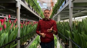 Нужна ли тюльпанам досветка?