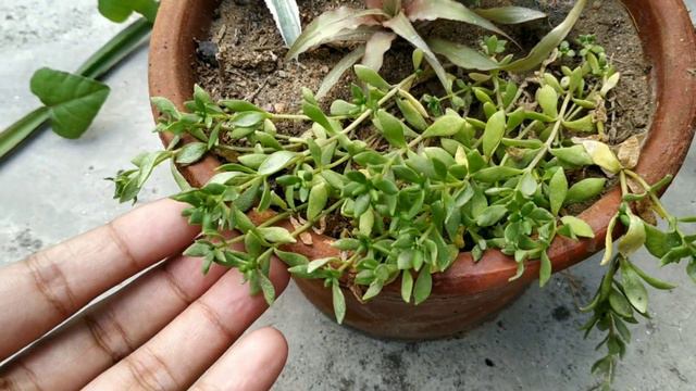 Sedum Makinoi and Other Sedum Plants Care смотреть онлайн