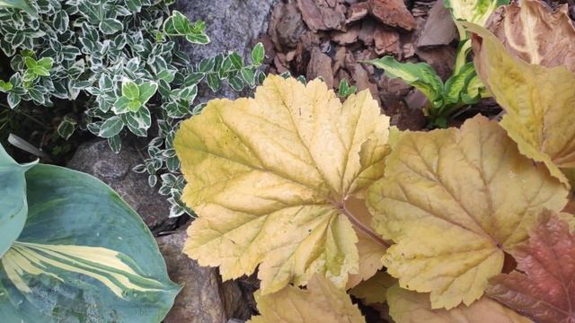 Гейхера Caramel менять свой окрас в конце июня смотреть онлайн