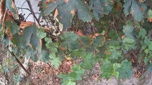 ВИНОГРАД "ВОСТОРГ" . ЧТО ОСТАЛОСЬ ОТ УРОЖАЯ 2021.Vselennaya uvlecheniy