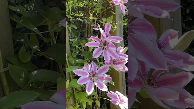 Clematis in flower смотреть онлайн