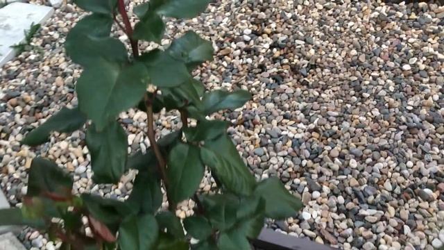 Роза Эдди Митчелл (Eddy Mitchell). Июнь.