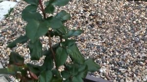 Роза Эдди Митчелл (Eddy Mitchell). Июнь.