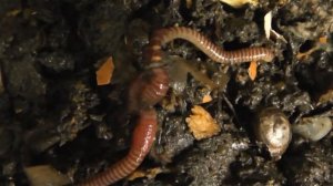 Размножение дождевых червей Старатель