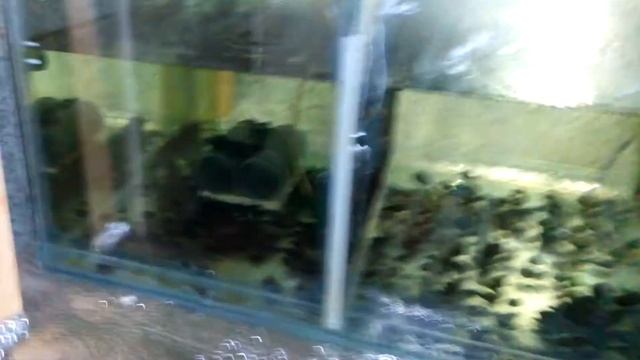 Сведение самки и самца австралийского рака. смотреть онлайн