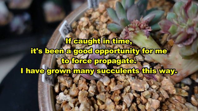 AUCTION PLANT HAUL from SUCCULENT ROAD SALES and AUCTIONS GROUP смотреть онлайн