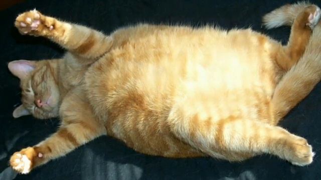 Смешной стишок про кота! смотреть онлайн