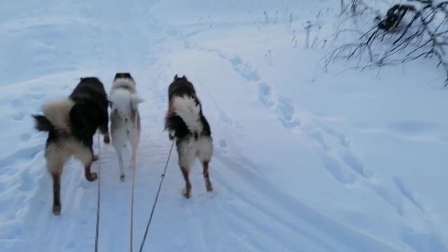 ЗСЛ Лайки. мои собаки. Мои верные помощники и друзья в лесу. самые преданные. смотреть онлайн