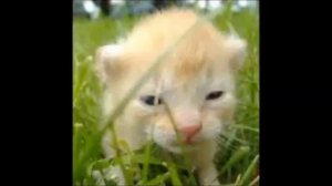 Как пищит котёнок