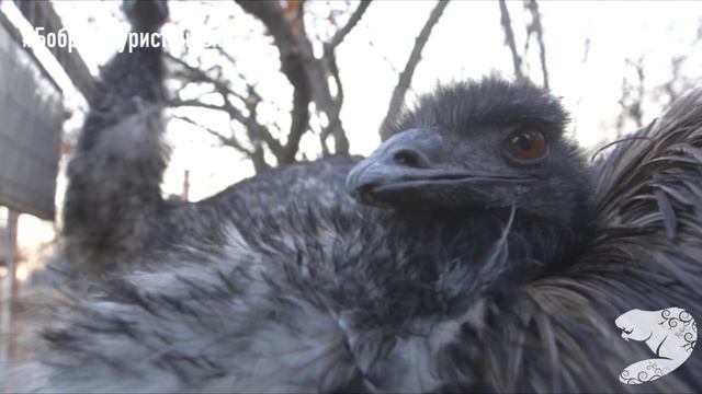 Бобров - город, где хочется жить смотреть онлайн