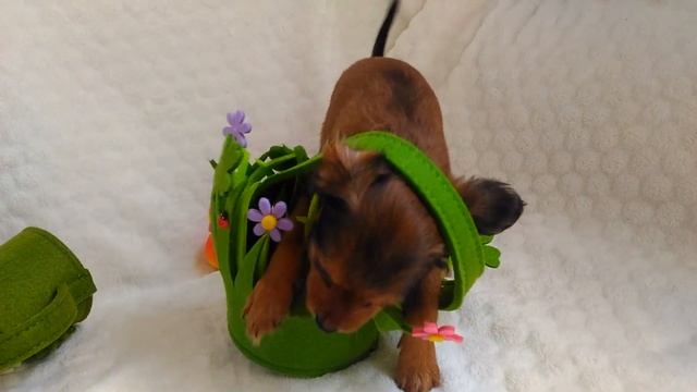 Щенки Русского той терьера: ИВАШКА из питомника Супер Соба смотреть онлайн