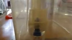 Лечим насморк у крысы | Крыса чихает что делать | Ингаляция крысе