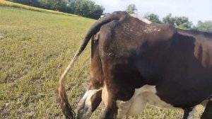 Опять не покрылась корова, что делать?