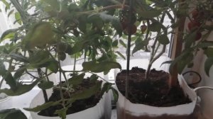 Помидоры черри на подоконнике в марте