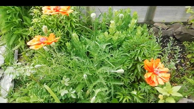 МАК- красивый ПРЕСТУПНИК! / мак восточный многолетний - желанный житель любой клумбы смотреть онлайн