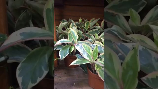 Peperomia Bitkisi Stoklarımıza Girmiştir Herkesi Bekliyoruz || İBB BAHÇE MARKET