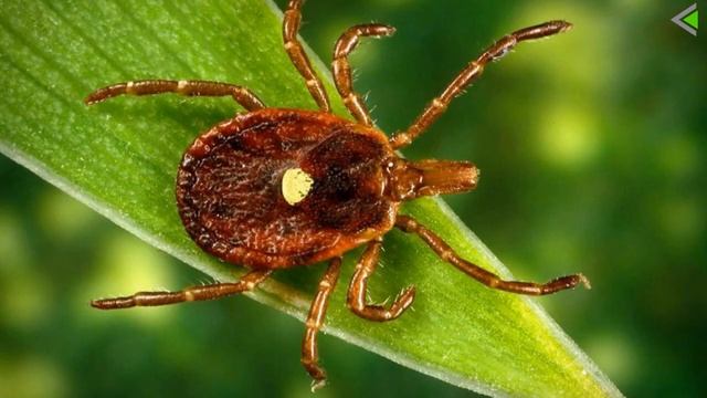 Загадочная повторная настройка кармического пути