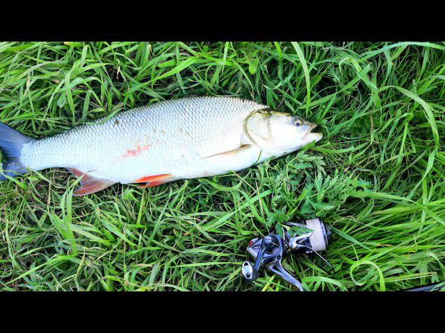 Крупный Жерех на 1.5 КГ. Влетел на 4гр. Polaris смотреть онлайн