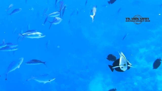 Amphoras Hotel (Ex Shores Amphoras) AMPHORAS BLU HOTEL Шарм-эль-Шейх Египет, КОРАЛЛОВЫЙ РИФ