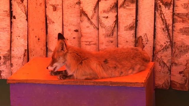 3 липецк зоопарк смотреть онлайн