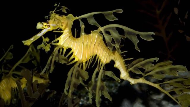 Интересные факты о морском ДРАКОНЕ. Самое красивое животное!