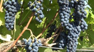 Виноград Маркетт