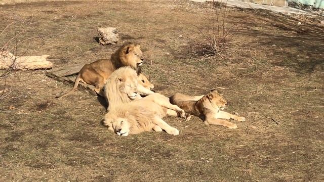 Мама Чоли и три ее кавалера! Mom Choli and her three gentlemen! смотреть онлайн