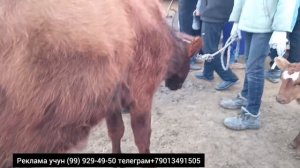 BUXORO JONDOR MOL BOZOR. ONA BOLA SIGIR NARXLAR 11.02.2024