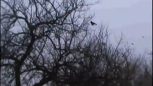 Вороны на дереве смотреть онлайн