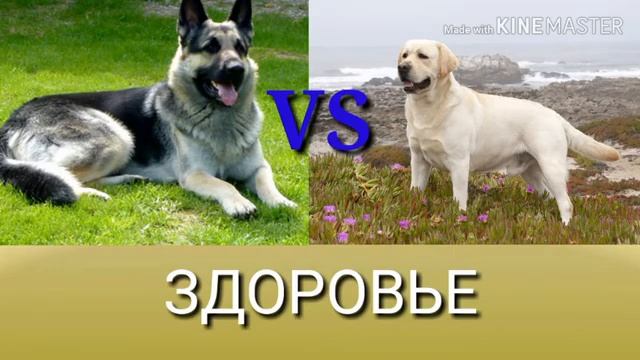 Восточно европейская овчарка против Лабрадора ретривера. смотреть онлайн